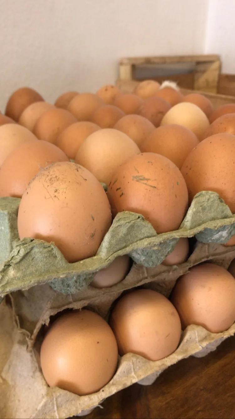 Maple de Huevos